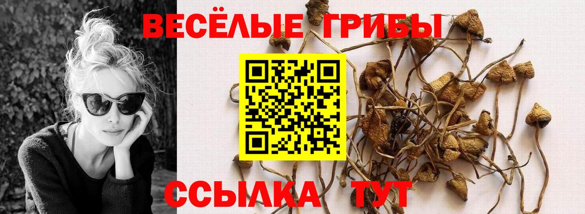 Орёл  Псилоцибиновые грибы Cubensis  Вход с VPN  Псилоцибиновые грибы прущие грибы 